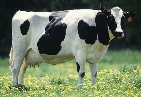 αγελάδα