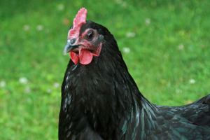 Τι εστί μαύρο κοτόπουλο;