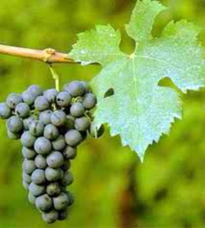 cabernet franc*