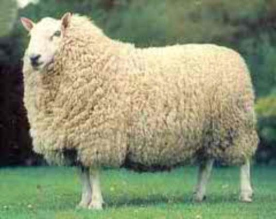 cheviot sheep